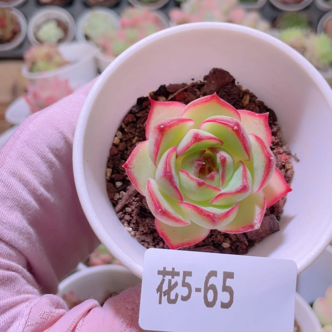 花利美5-65宝镜单头