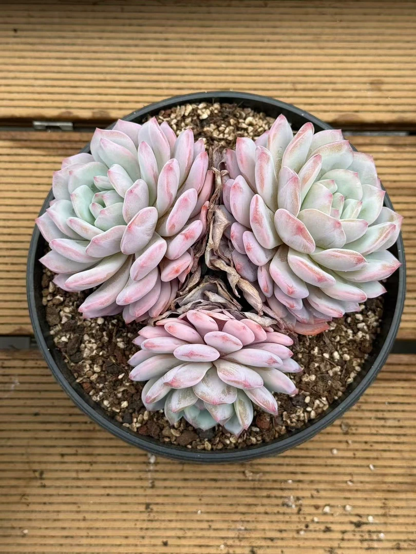 19#星星橙三头 多肉植物  前男友精品多肉