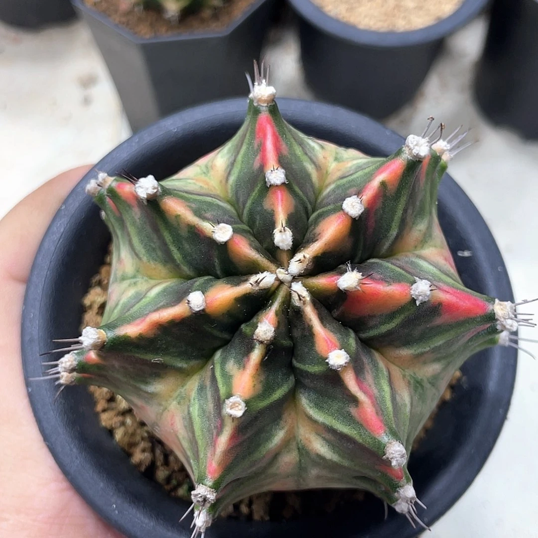 无花朵泰系实生根，臀锦虎斑锦，干巴价