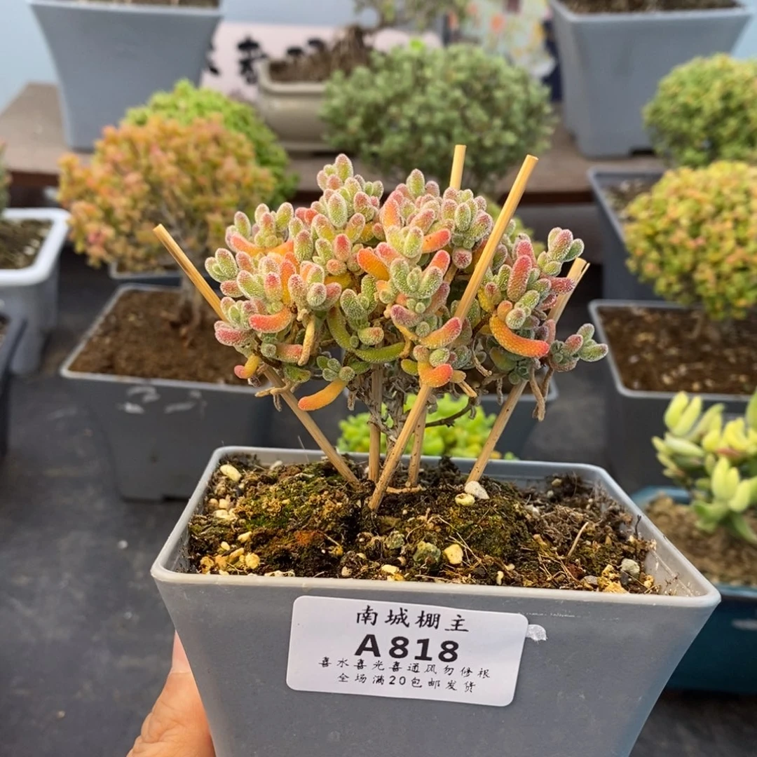 818实生优选冰晶枝干番杏