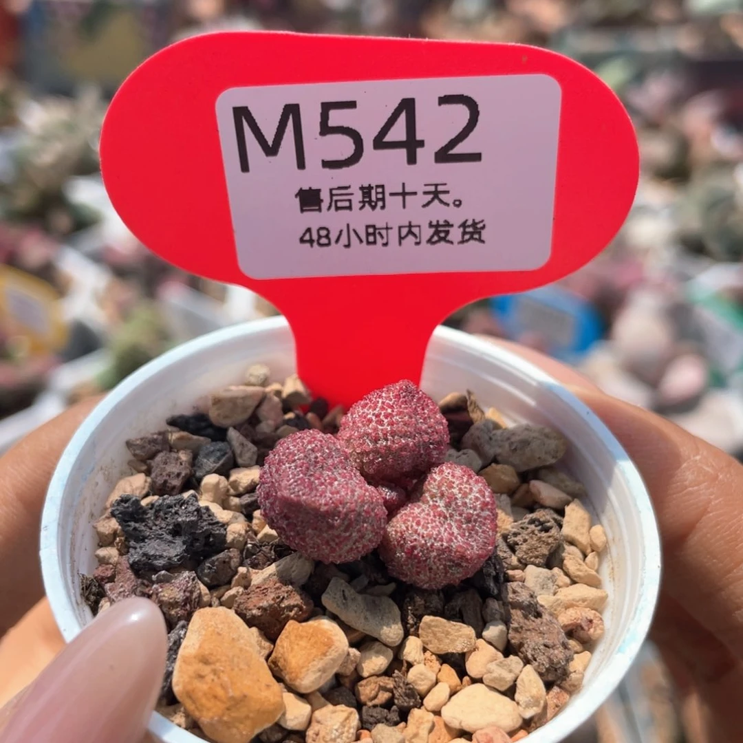 6*    福利。 542。