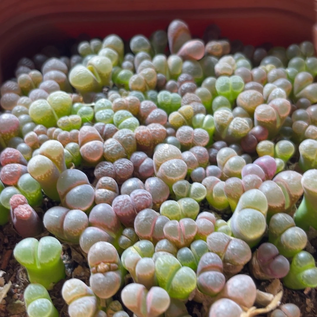 五彩风铃一物一拍～555