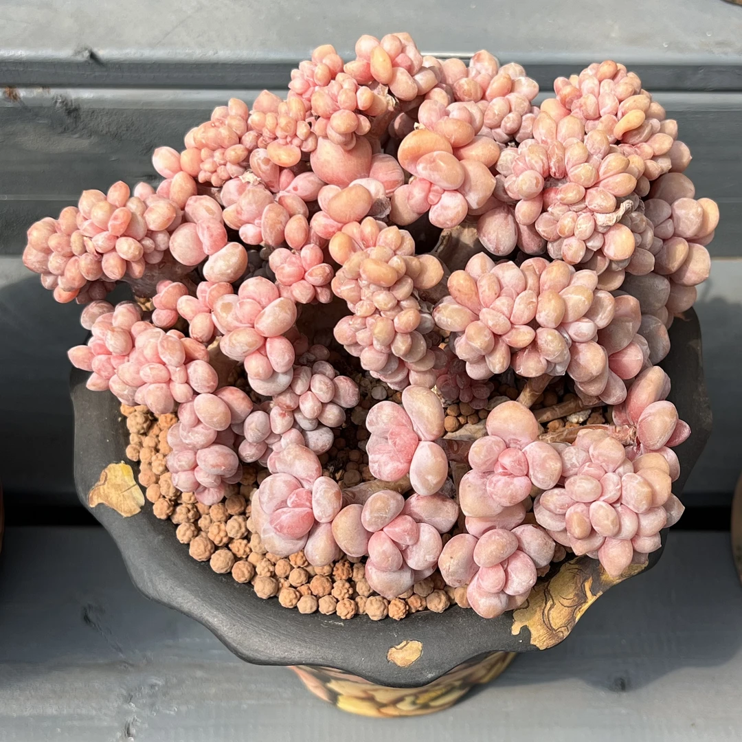 蔓池多肉2号链接