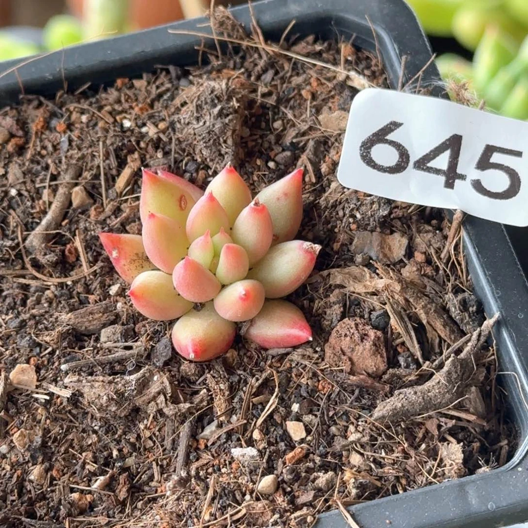 645号 一物一拍 一物一拍