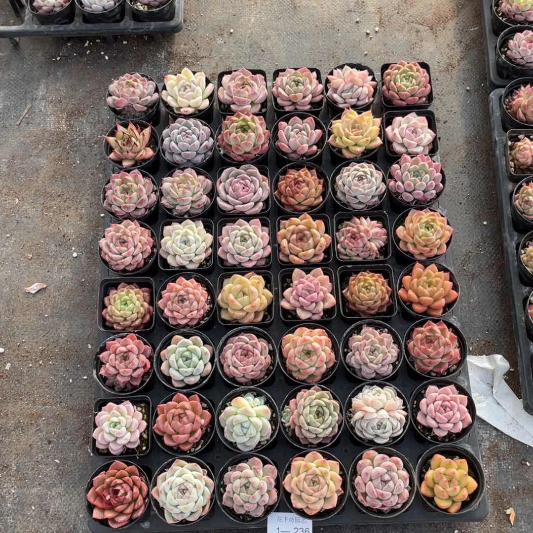 电***砖一物一拍18颗1-236