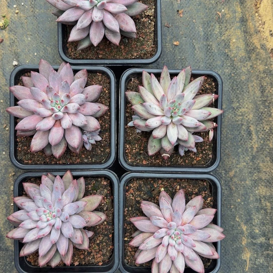 无花朵上****?B64，虞美人，五颗