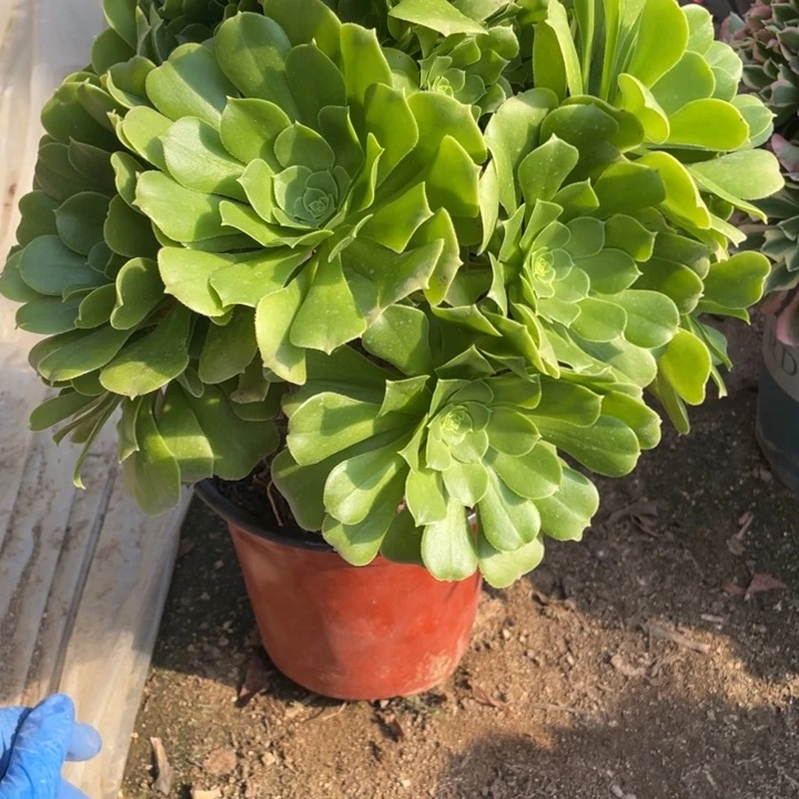 181号绿羊绒多肉