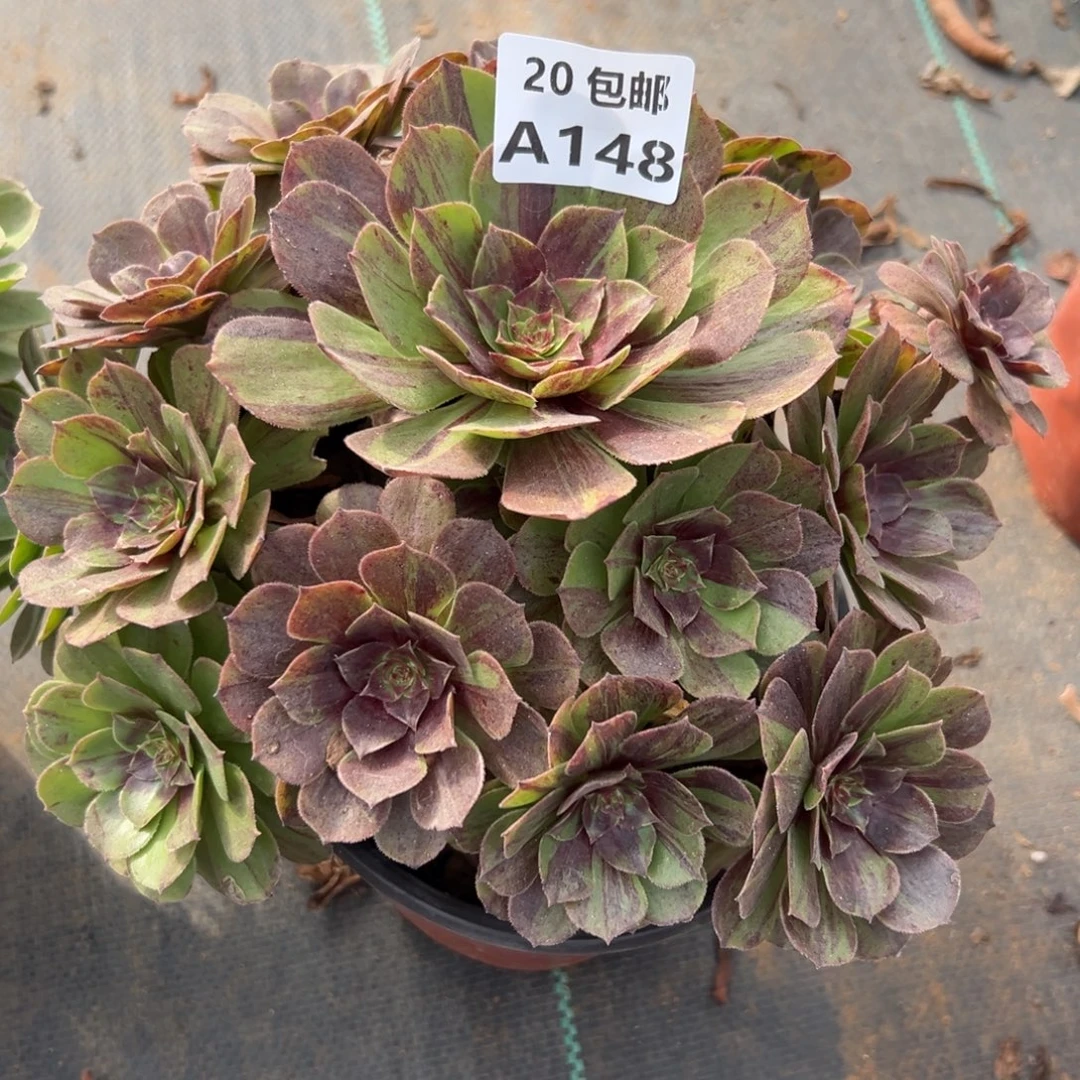 148花月夜，满20包邮