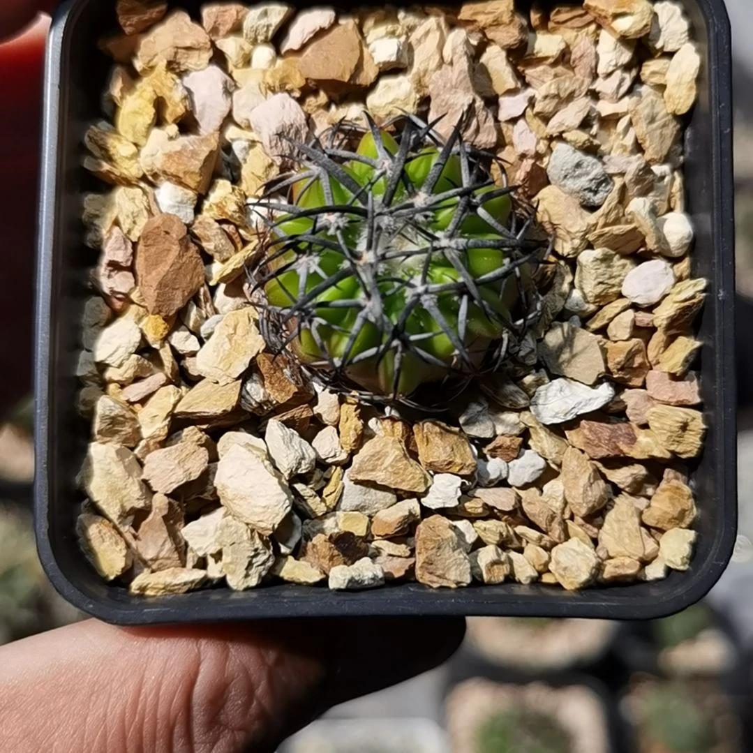 ****」实生铃木圆盘玉一物一拍