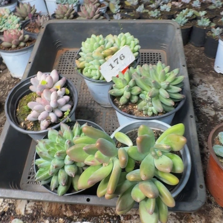 176多肉植物一物一拍