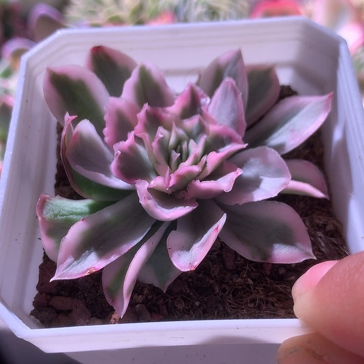 紫蝴蝶覆轮锦有根