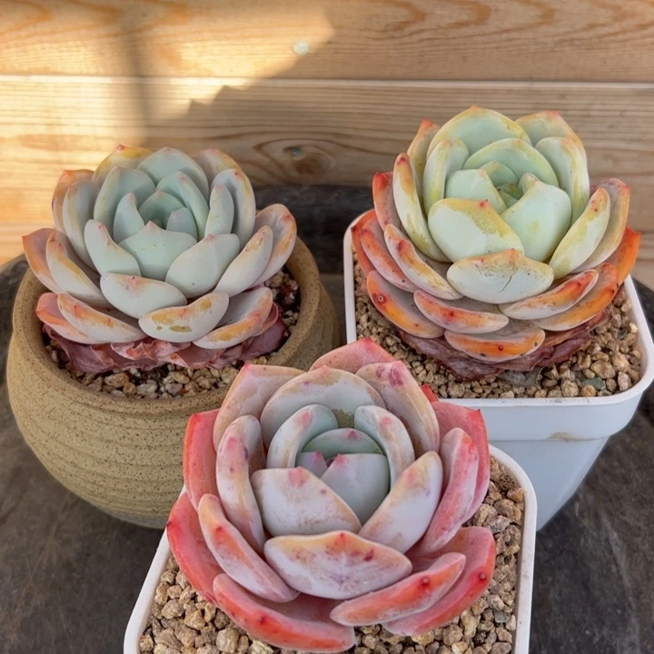 凤杂3颗多肉植物单头