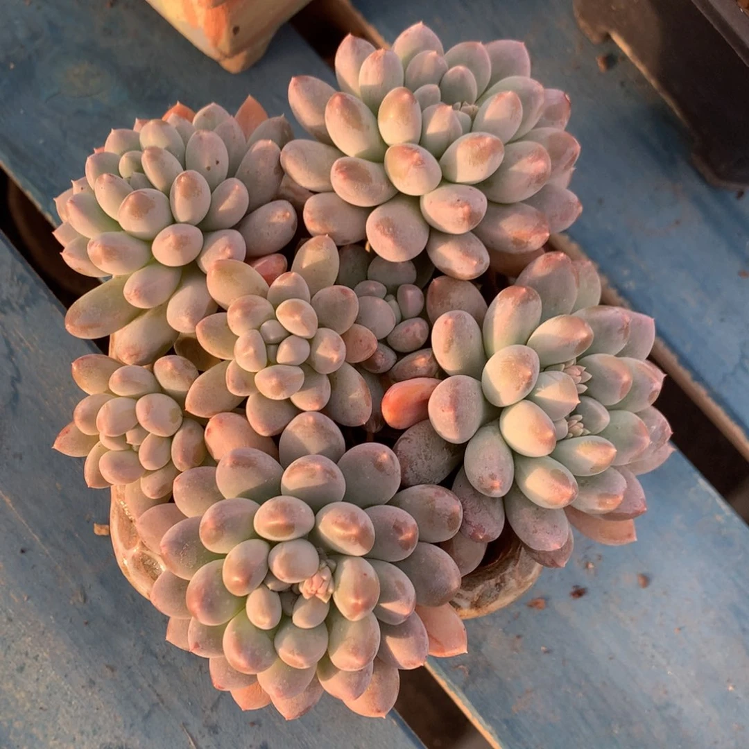 七彩奶糖老桩一物一拍