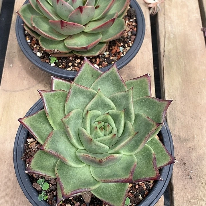 鸡**游716–直播福利2个