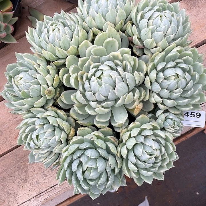 若茹东云单拍C459