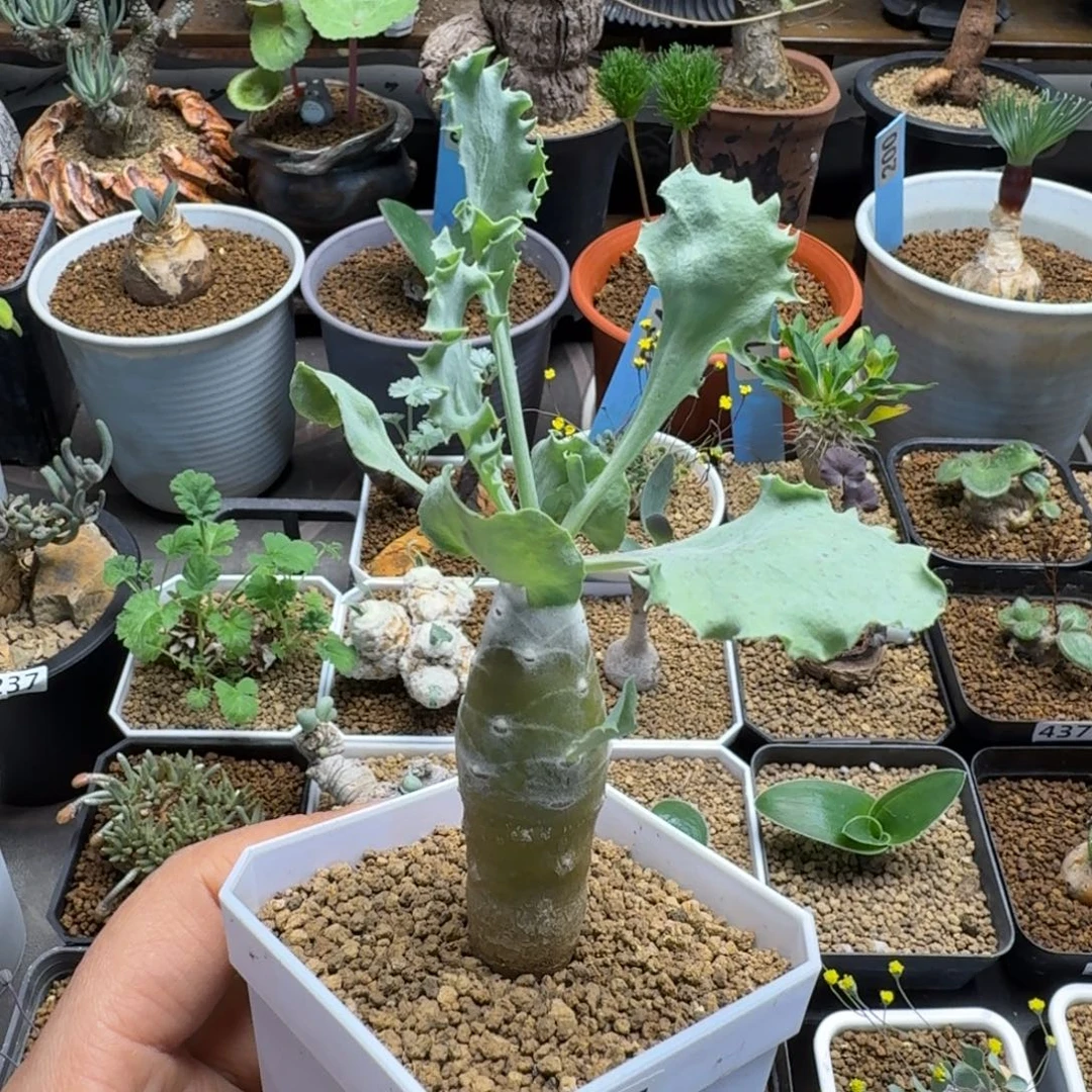 雪鹿厚墩菊975 仙人球