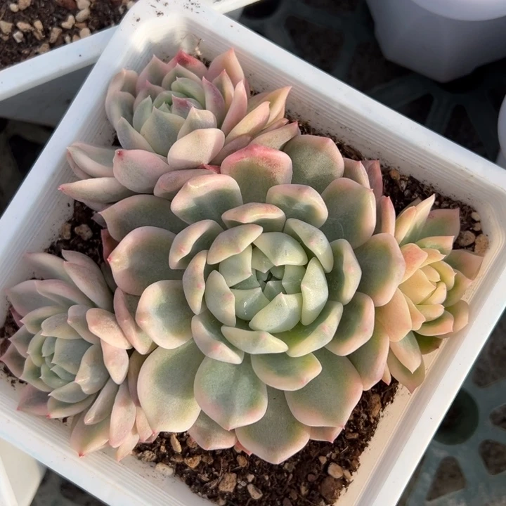 霜花锦一物一拍锦龙