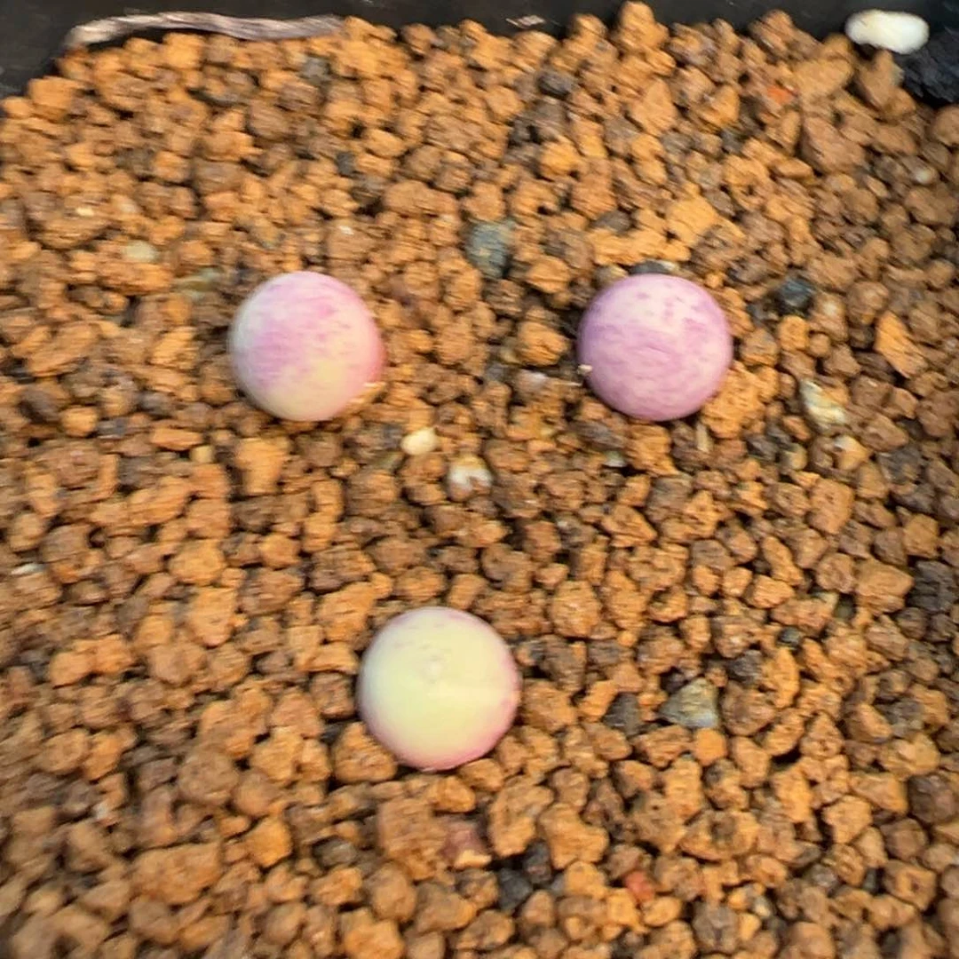 量拍sb1102v嘴3颗。多肉