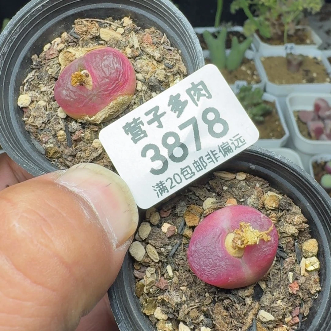 红宝石两颗带盆土