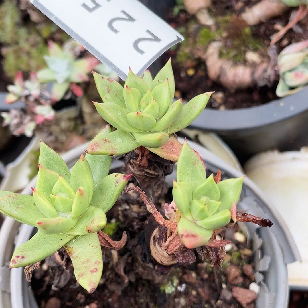 仙女杯多头老桩苹果叶2253