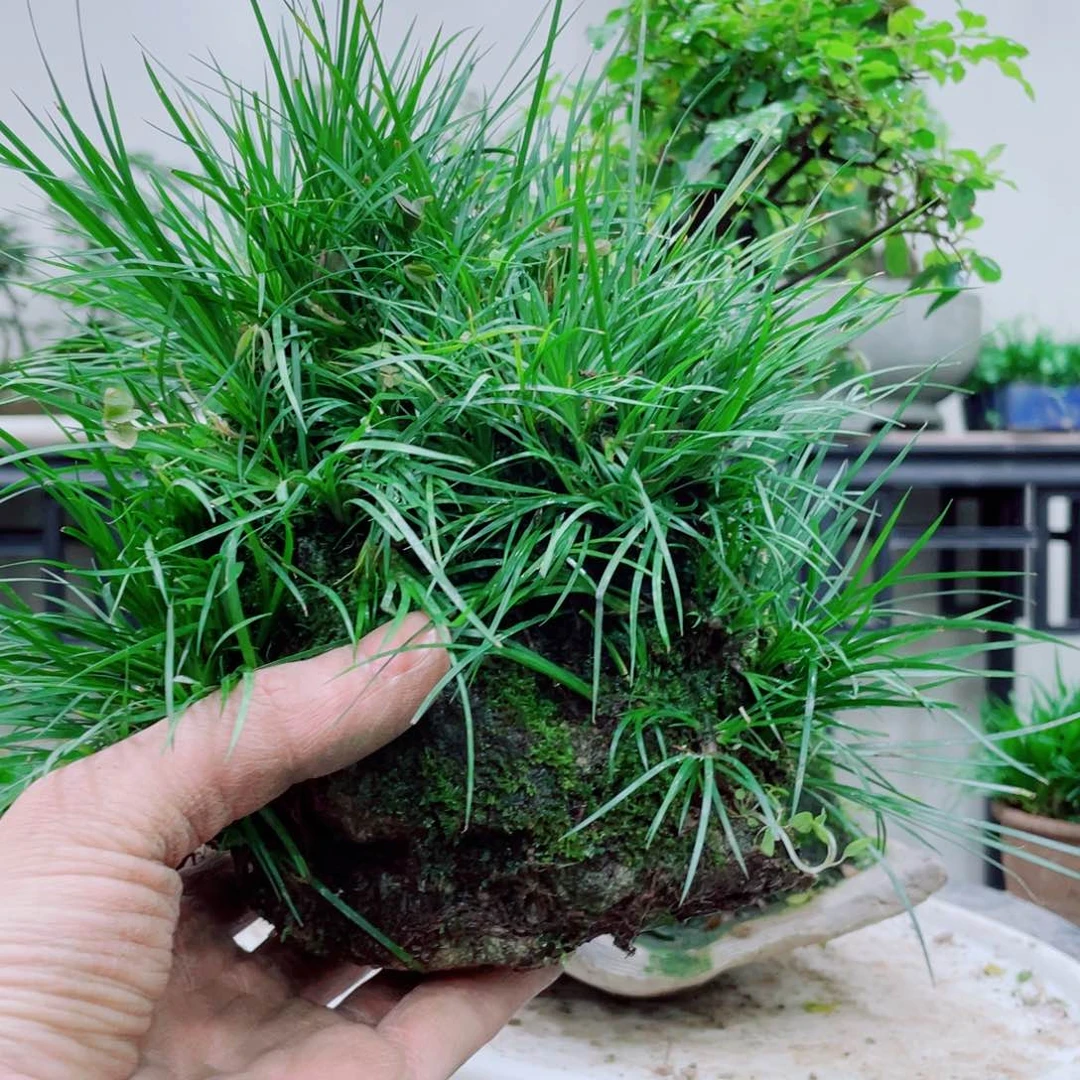 无铅玻璃太*铁线蕨的一种植物是