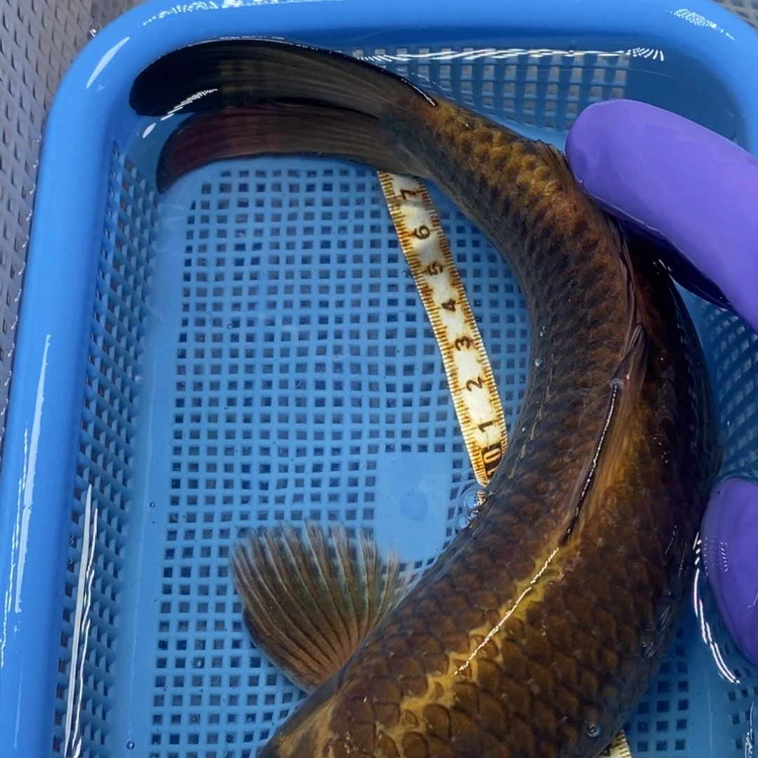 锦鲤冷水锦鲤包邮