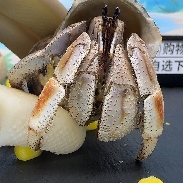 A8马岛深紫2.8cm口径