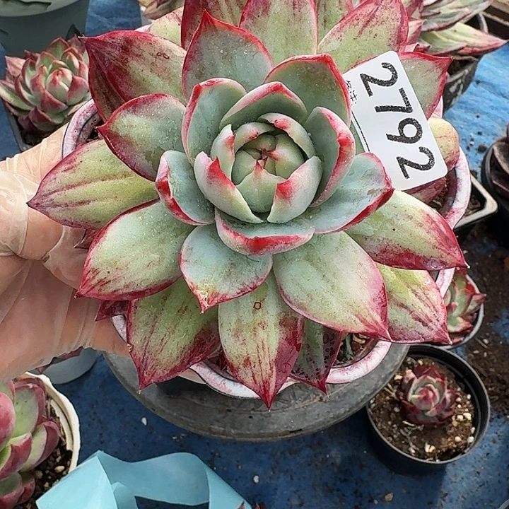 惊鸿仙子 2792.......