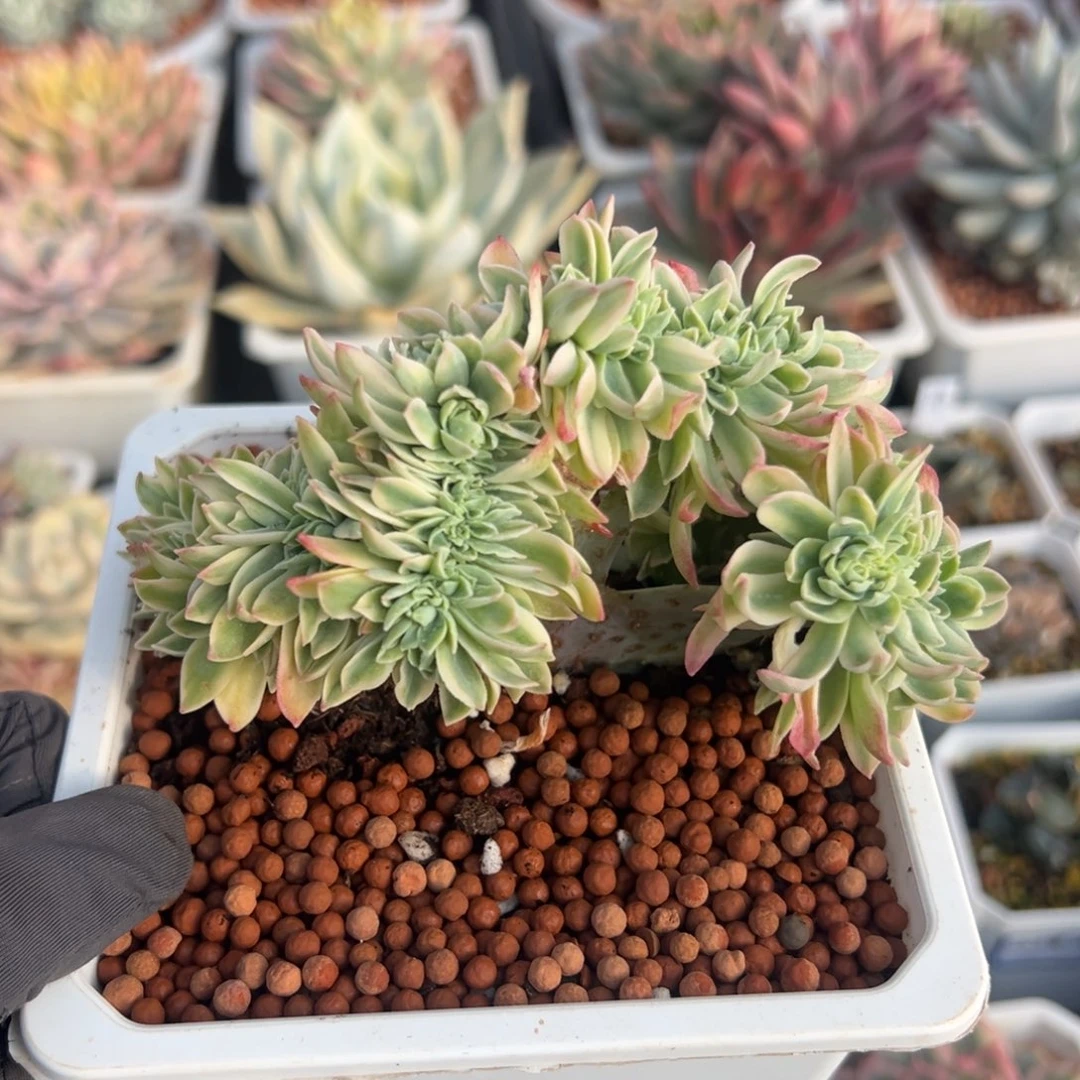 薄化妆锦缀化，覆轮锦