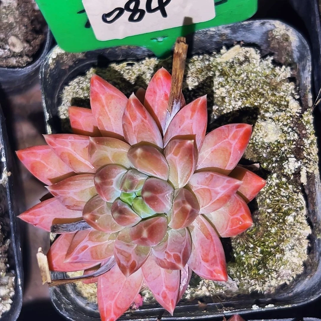 桔云多肉美人精品系列