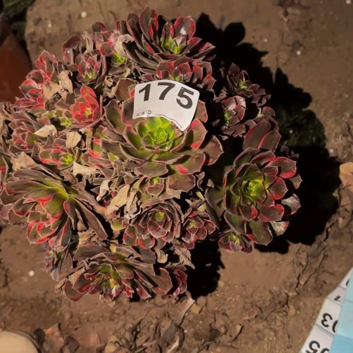 175水果糖多肉植物不售后