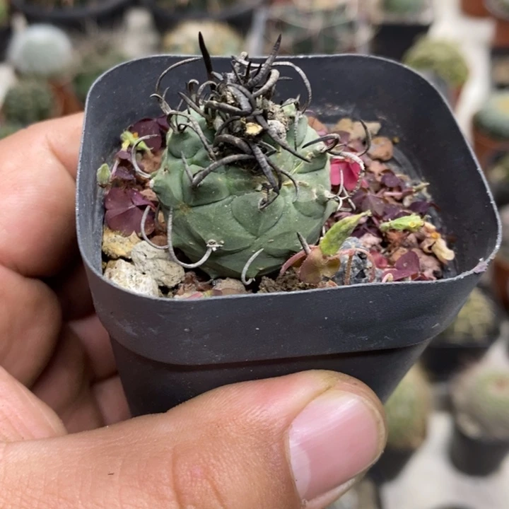 实生升云龙特价包邮