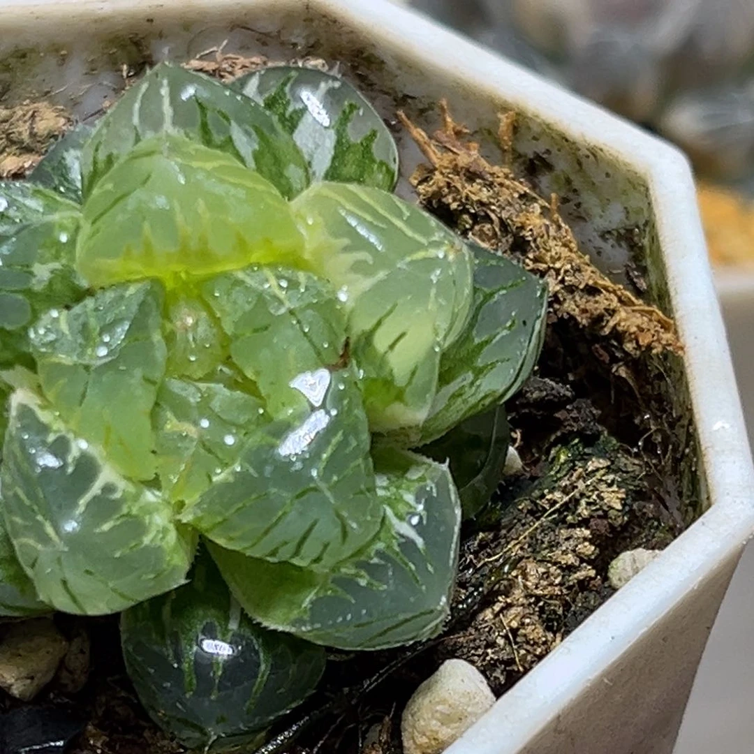 恭喜发财大吉大利0076