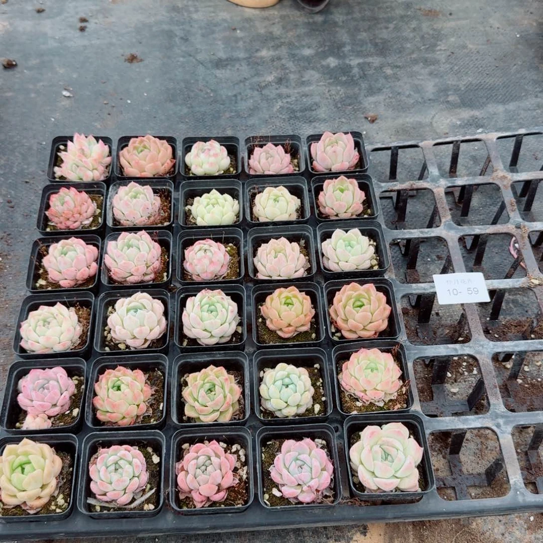 20-59多肉杂交三十颗量拍