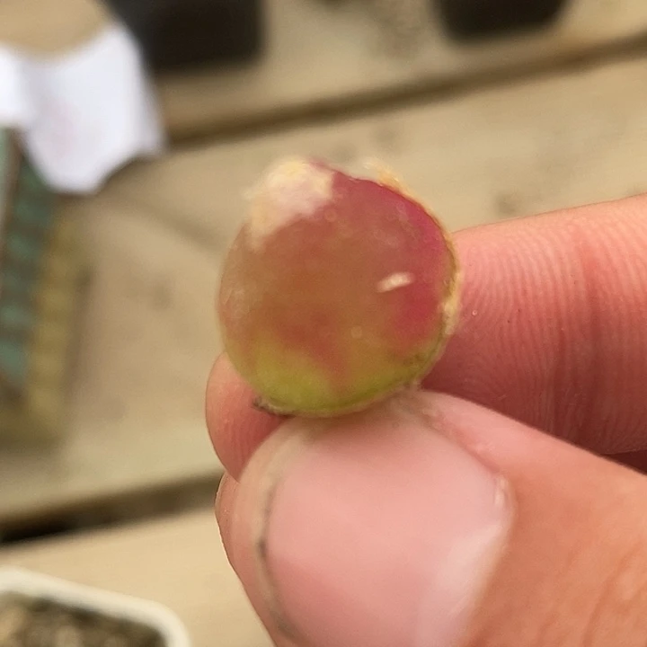 782灯泡一颗一颗