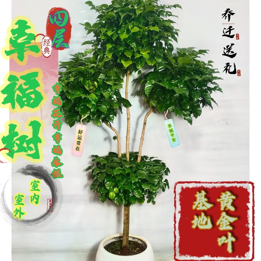 大型四层十年老桩幸福树盆栽客厅好养绿植室内办公室吸甲醛