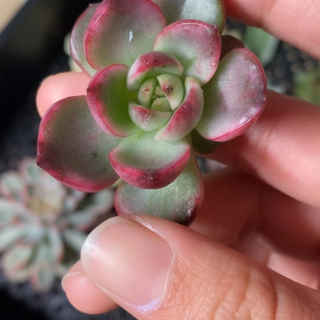 野马锦一物一拍，