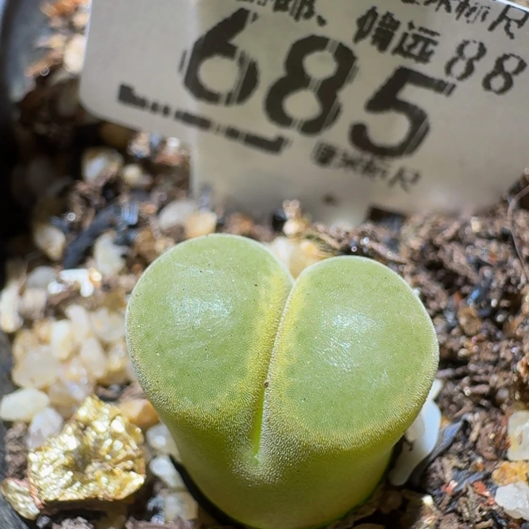 Ssss精品生石花685