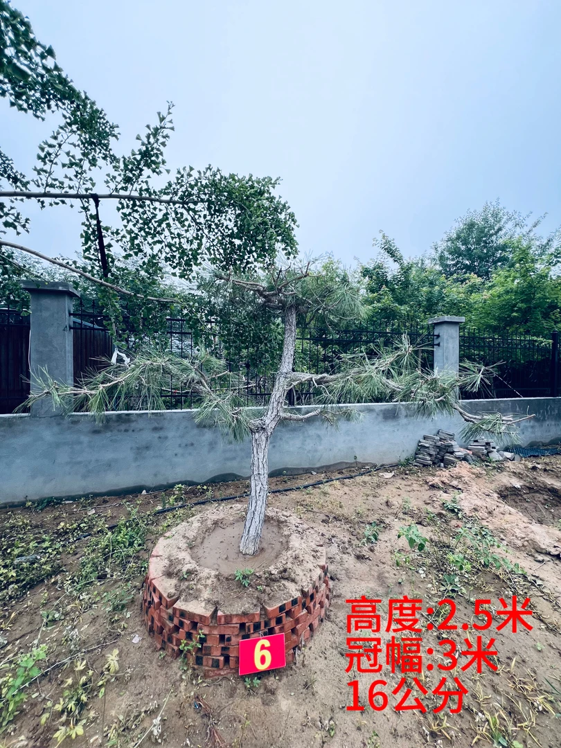 6号福利 造型黑松 庭院黑松