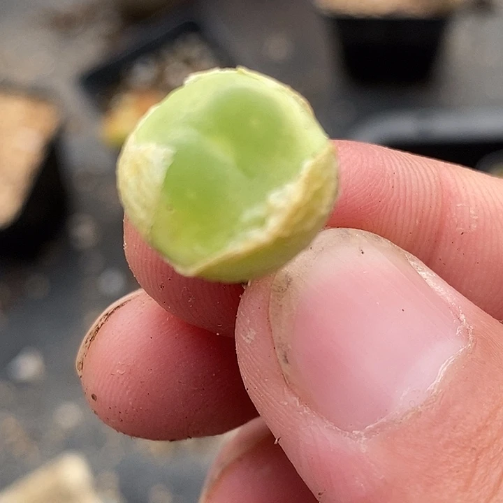 3045拉登一颗一颗