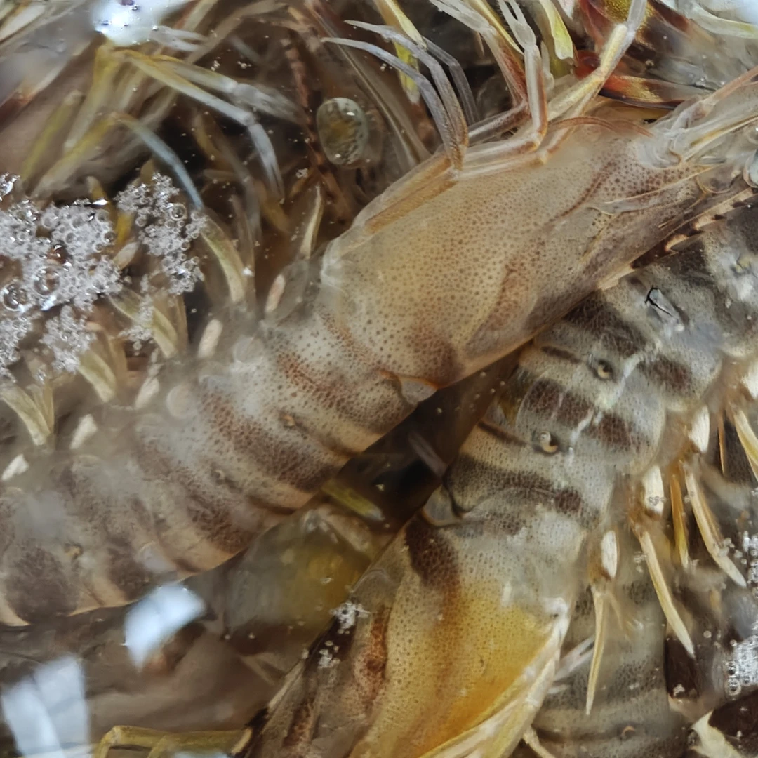 精品斑节虾一斤装