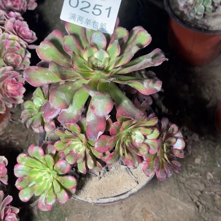 0251舞天姬的人多肉