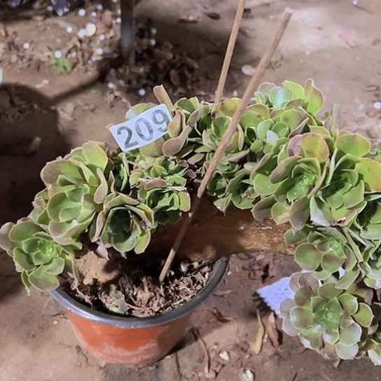 啊***啊多肉植物一个玫瑰