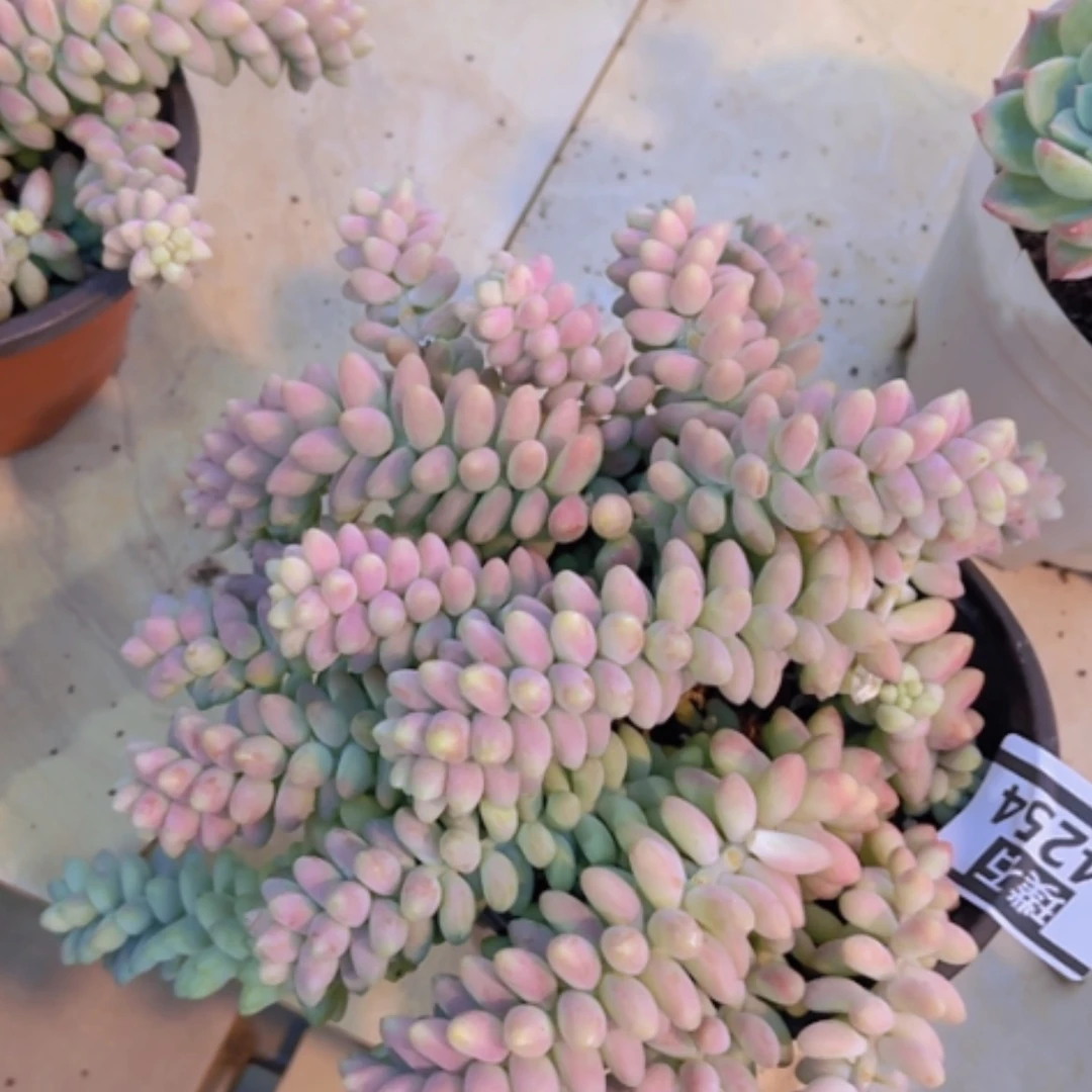 【闪购商品】玉坠24254