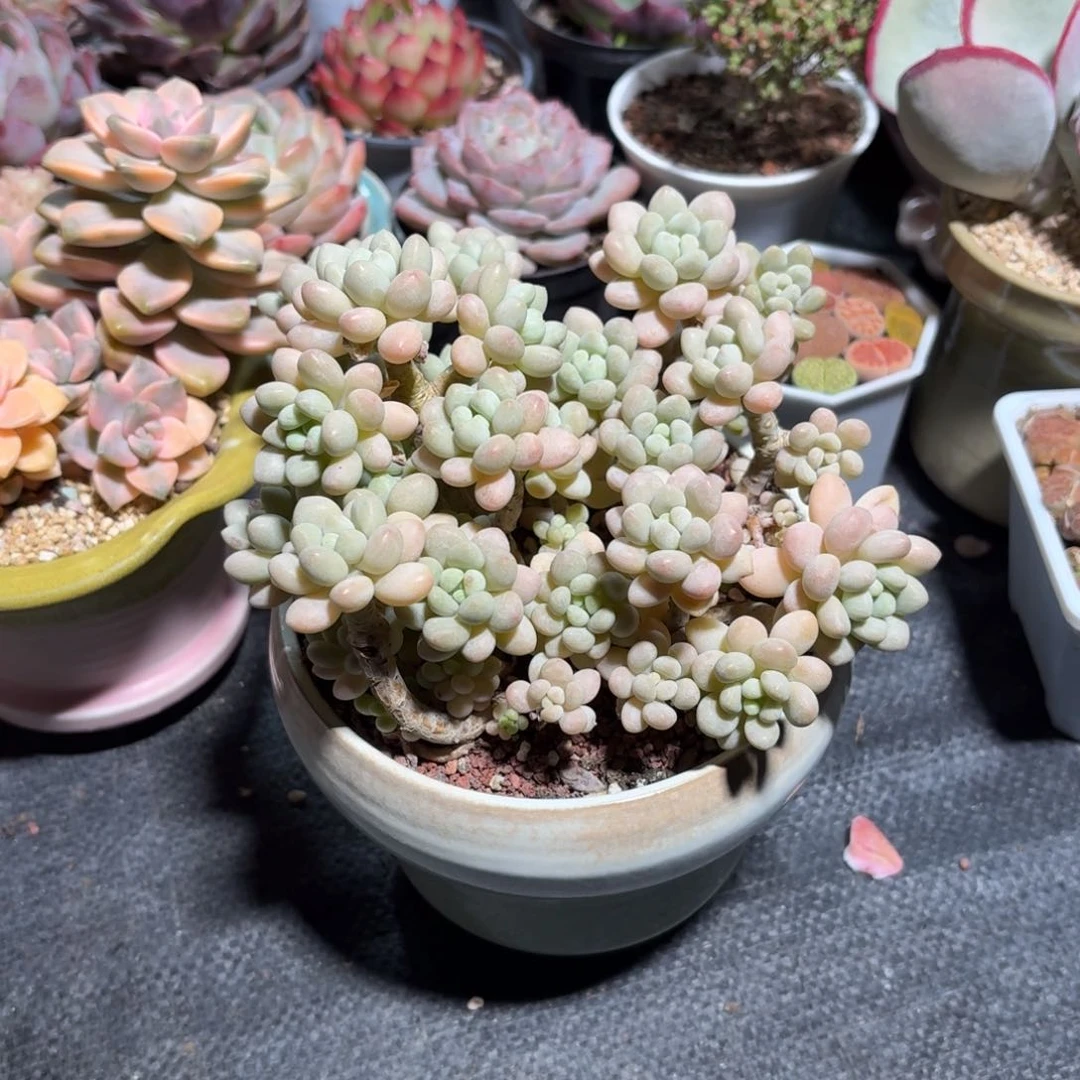 雪**绣洛可可多肉绿色火锅盆