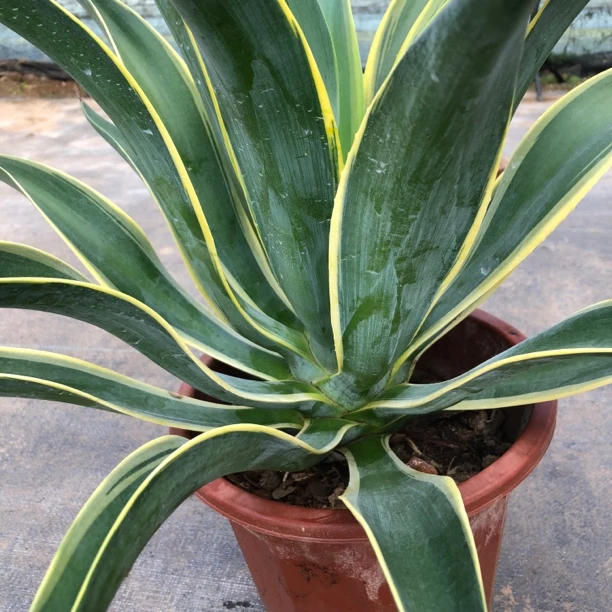 大颗金边龙舌兰裸根发货