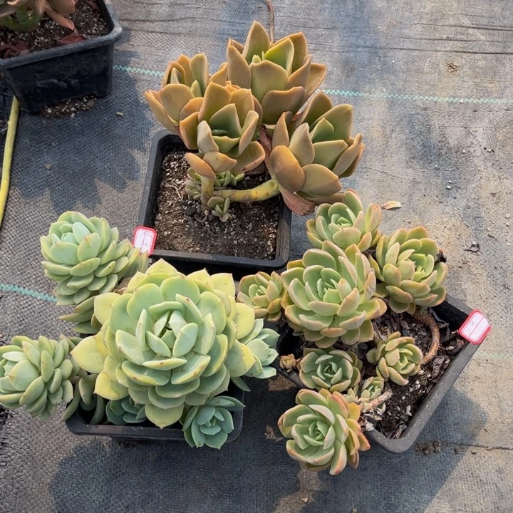 夏***墨赫氏恋曲丝稠面纱不包损