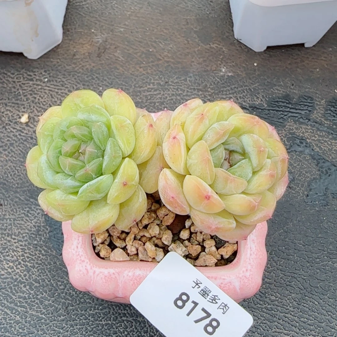 白恋，8178多肉植物