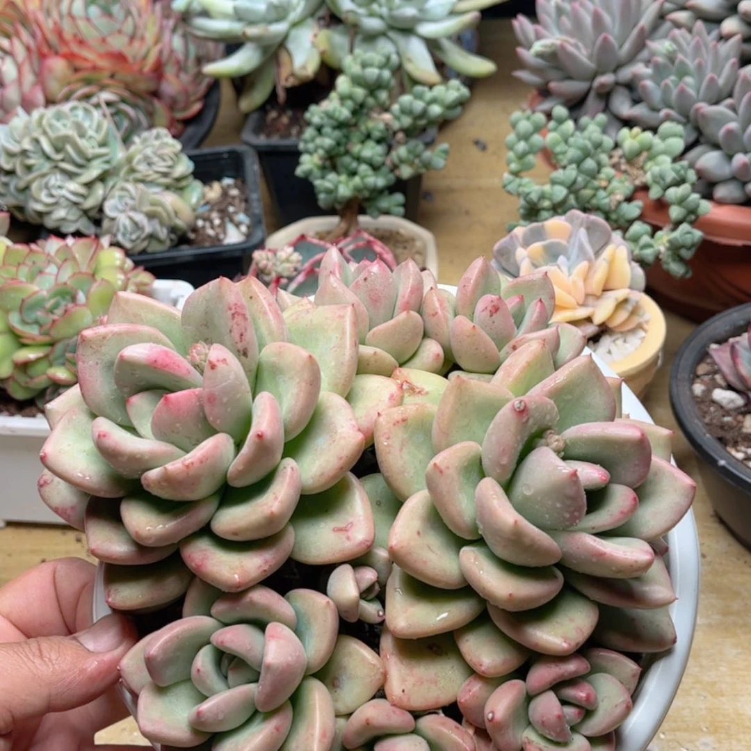 【闪购商品】860奶油鳄梨