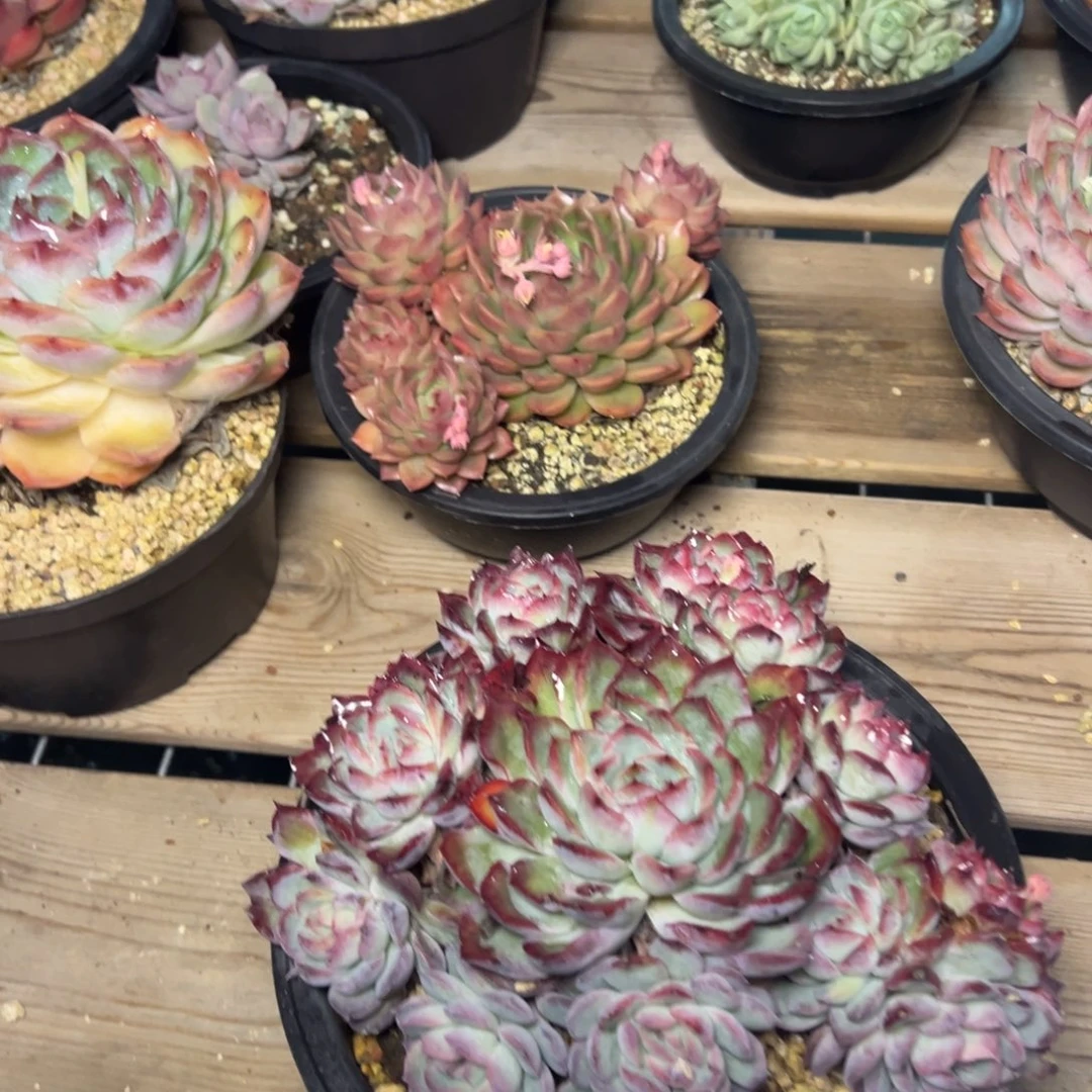 简*8441肉多哦多肉多哦